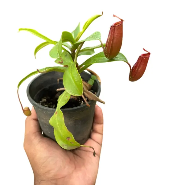 Nepenthes Bloody Mary