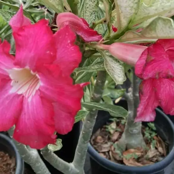 Adenium Plant - 16