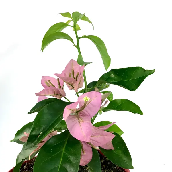 Bougainvillea Spectabilis Pink