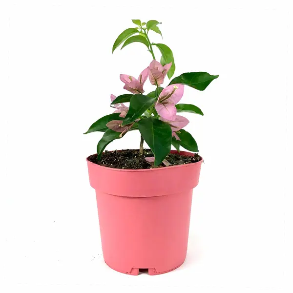 Bougainvillea Spectabilis Pink