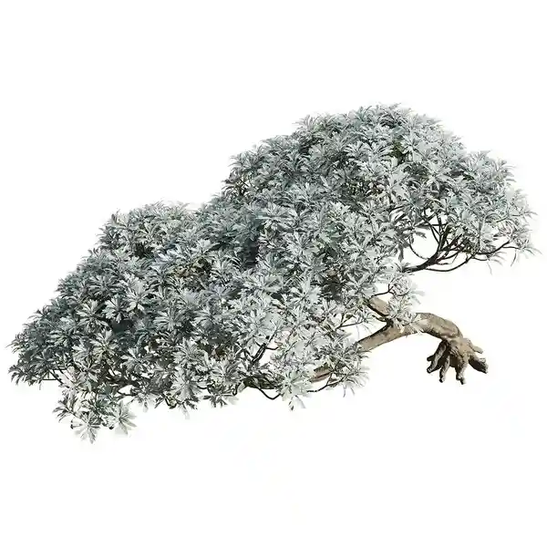 Crossostephium Chinense Plant