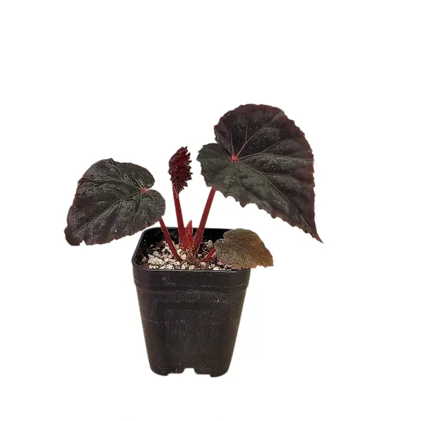 Begonia U485