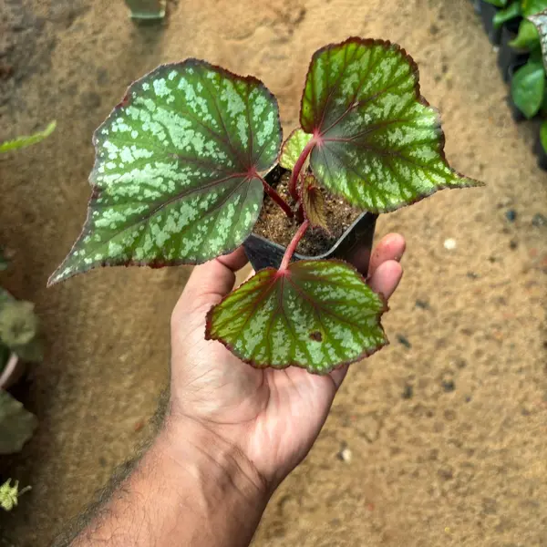 Begonia Bostella