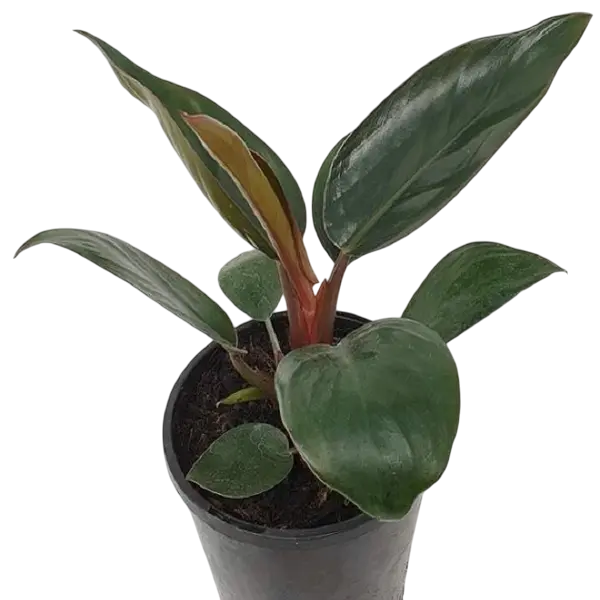 Philodendron Red Congo