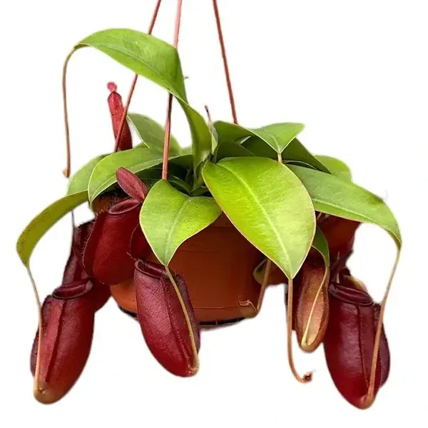 Nepenthes Bloody Mary
