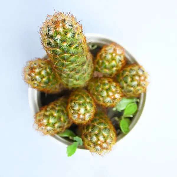 Cacti Mammillaria Elongata Queen