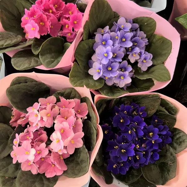 African Violet Saintpaulia (Mixed)-Jiffy Bag
