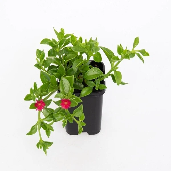 Baby Sun Rose (Aptenia Cordifolia)