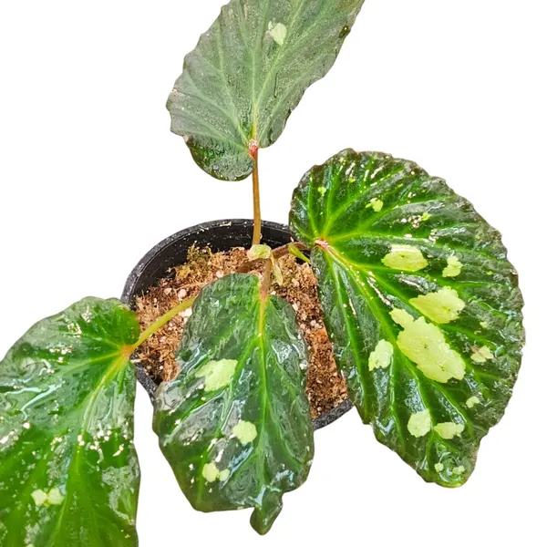 Begonia Malachostica