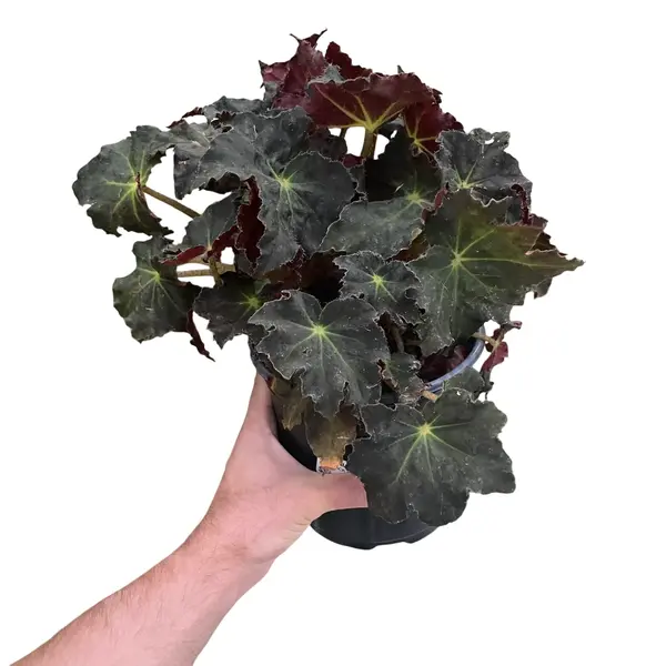 Begonia Rex Black Velvet