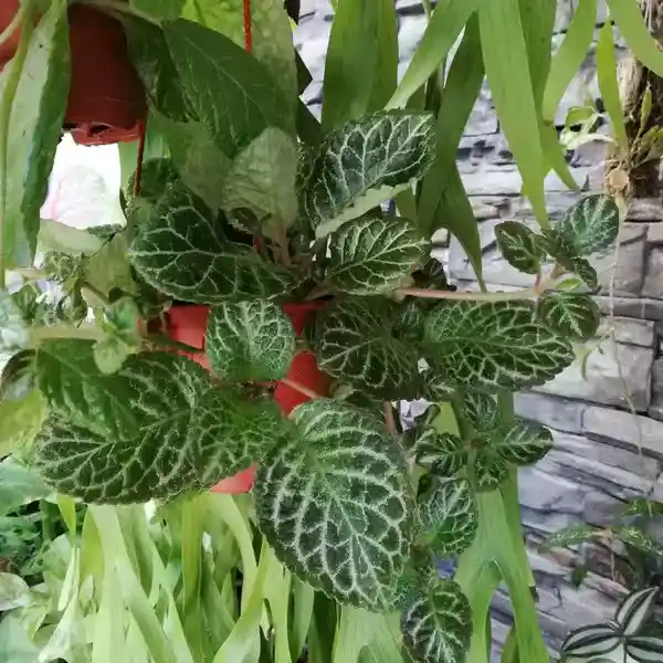 Episcia Moss agathe black