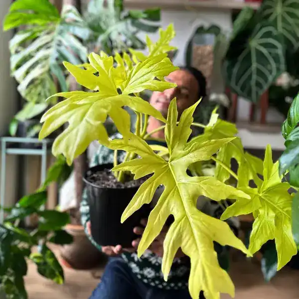 Philodendron Selloum Golden – Plant