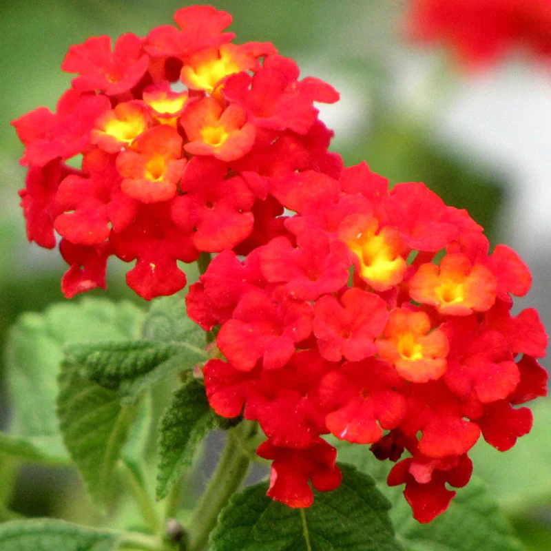 Lantana Red Flower