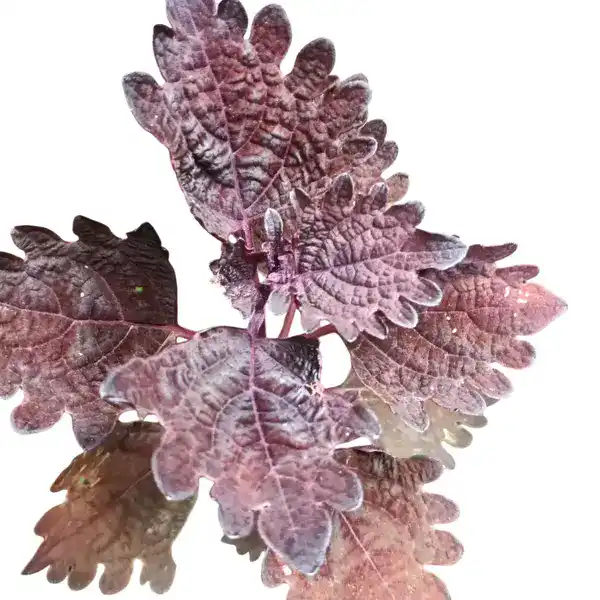 Coleus plant-C 06