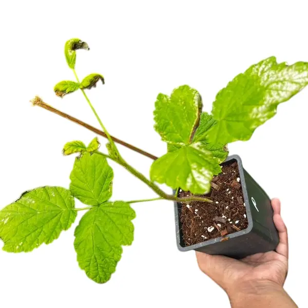 Raspberry Plant