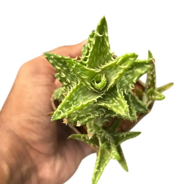 Aloe Juvenna “Tiger Tooth Aloe”