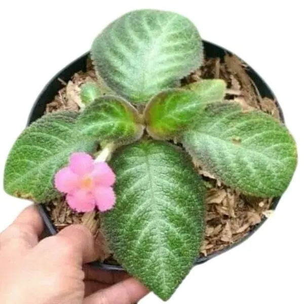 Episcia Lil Lemon - Pink Flower