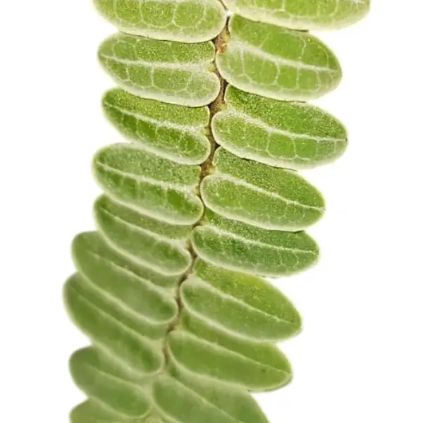 Marcgravia Umbellata