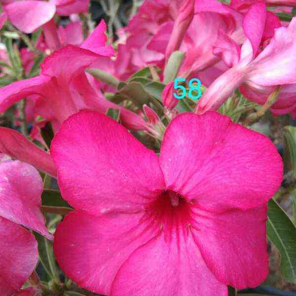 Adenium plant 58