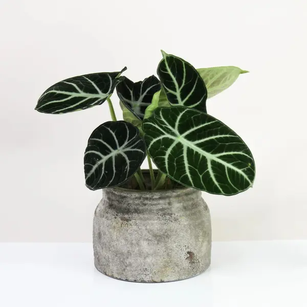Alocasia Ninja