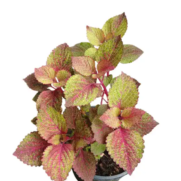 Coleus plant-C 08