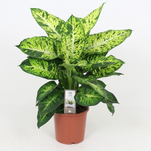 Dieffenbachia 'Sublime'