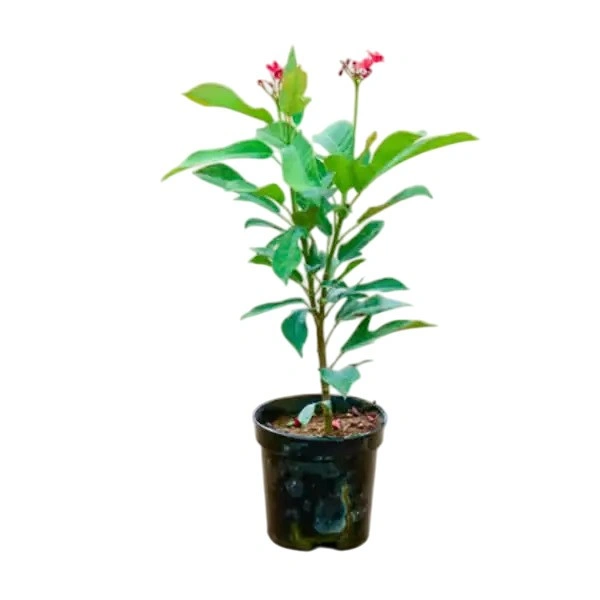 Jatropha Plant