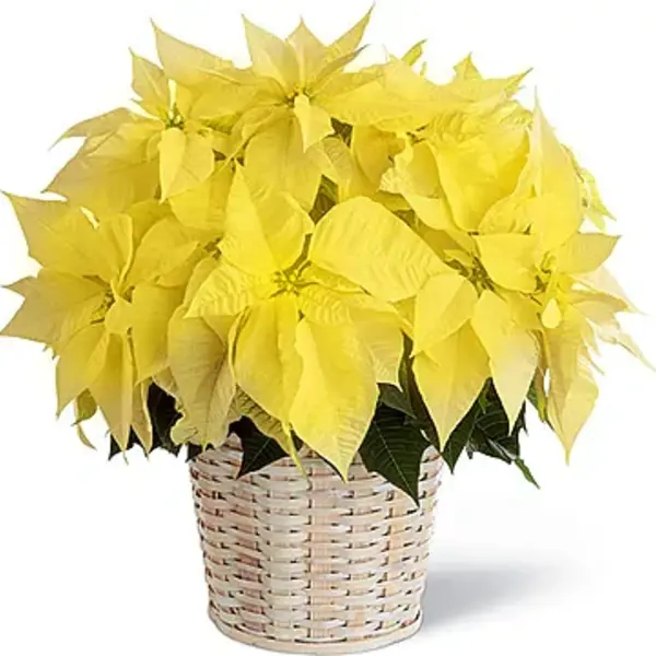 Yellow Poinsettia