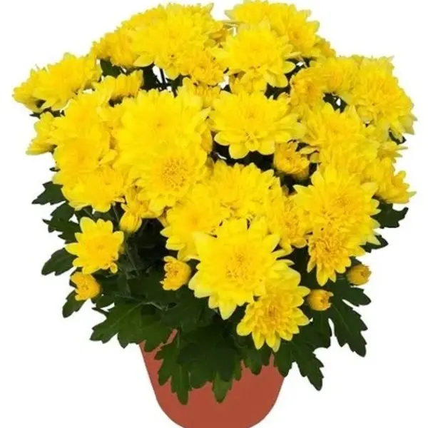 Yellow Chrysanthemum (Jamanthi)