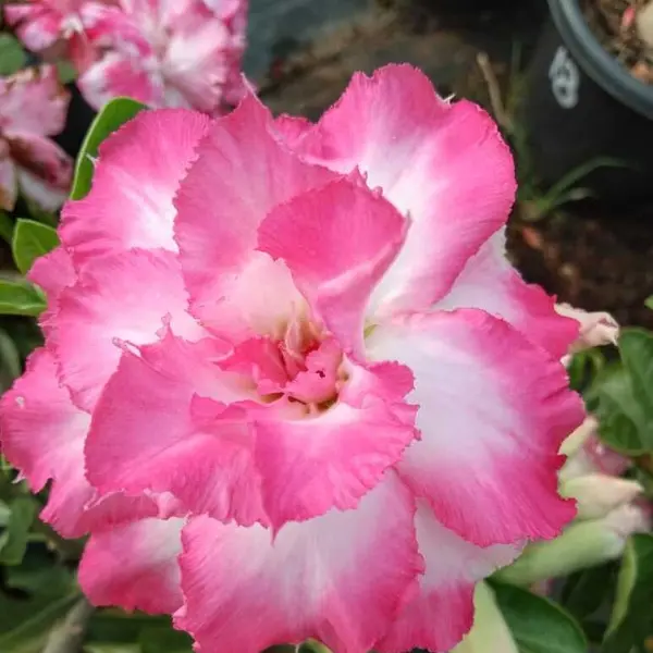 Adenium Plant - 20