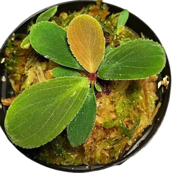 Homalomena Sp. Dolphin