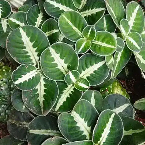 Argostemma sp White veins