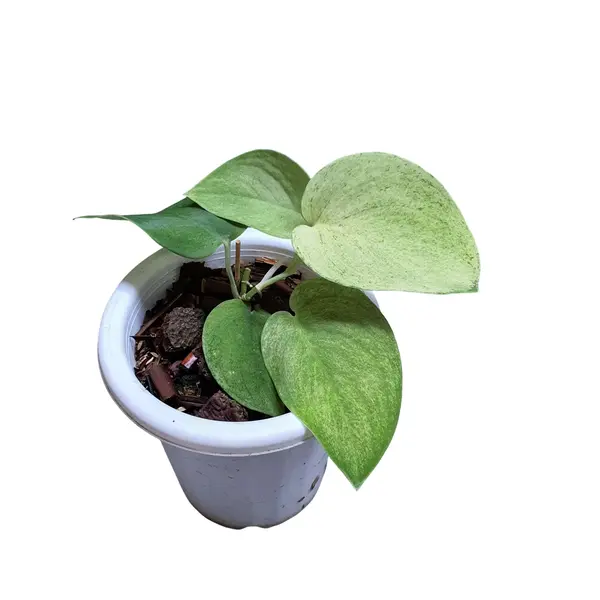 Scindapsus Jade Satin Mint variegated