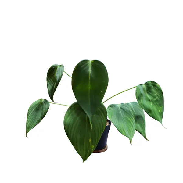 Homalomena Sweet Love Borneo