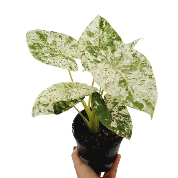 Alocasia Odora Batik Variegated