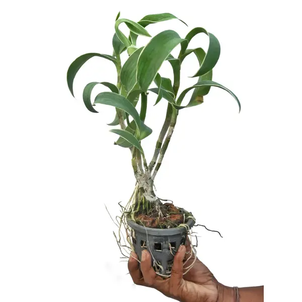 Dendrobium Burana Green Variegated