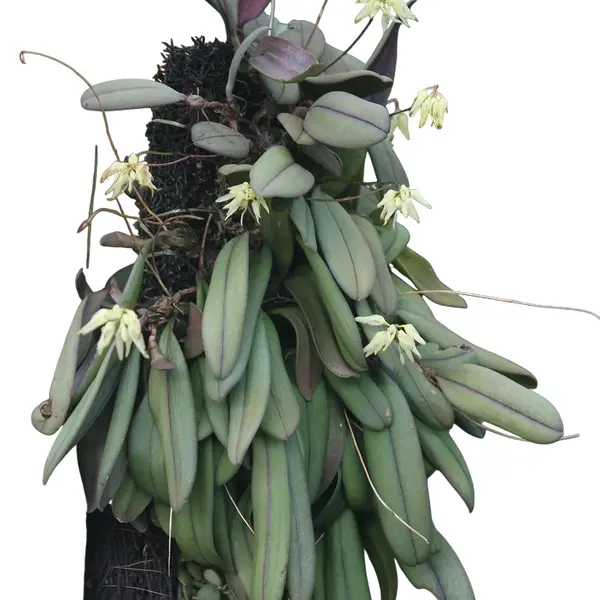 bulbophyllum purpurascens