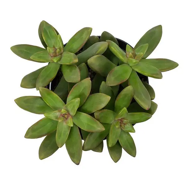 Sedum adolphi Lime Gold