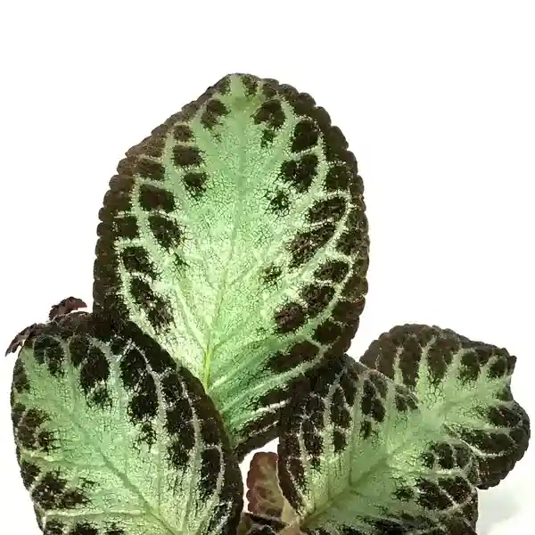 Episcia cupreata Silver Queen