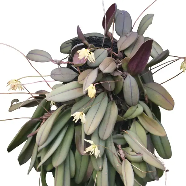 bulbophyllum purpurascens