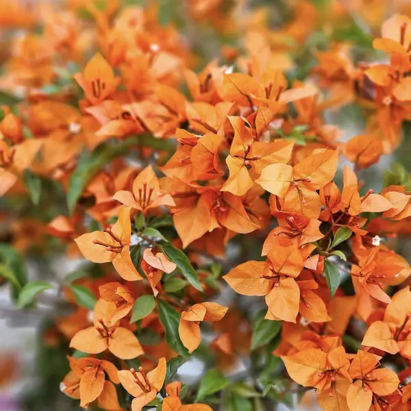 Bougainvillea Fire Opal