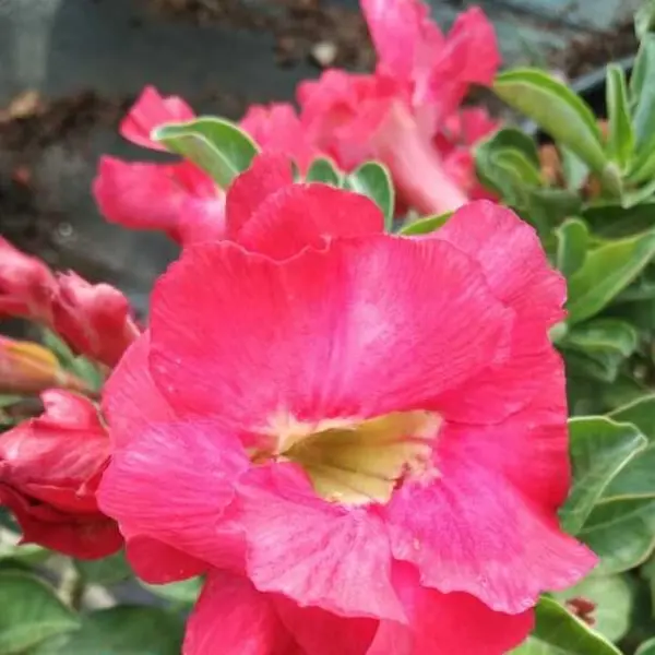 Adenium Plant - 22