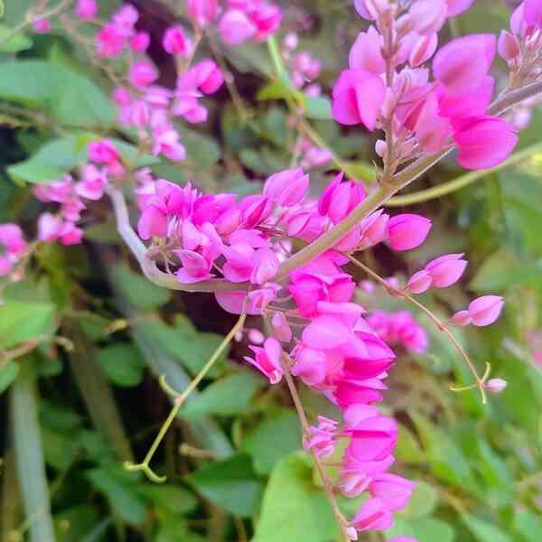 Antigonon leptopus coral vine (Mexican creeper)