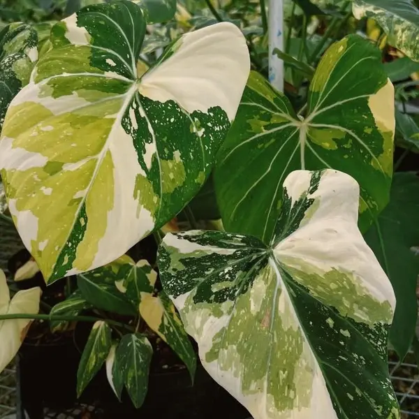Philodendron gloriosum tricolor