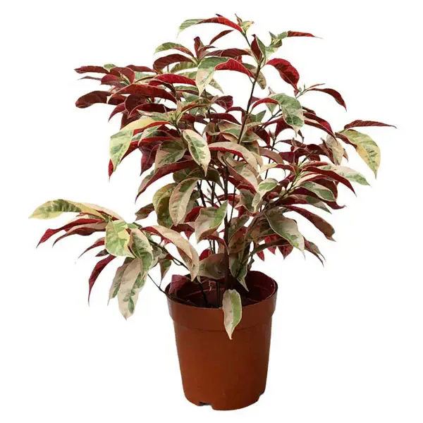 Chinese Croton