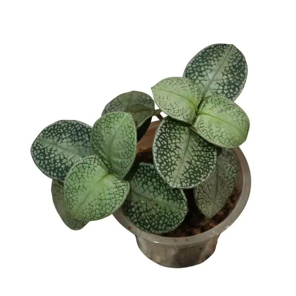 Argostema white snake