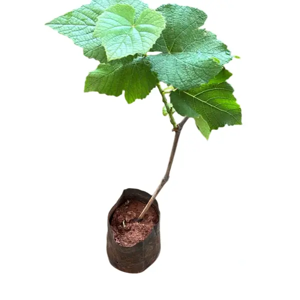 Black Seedless Gapes