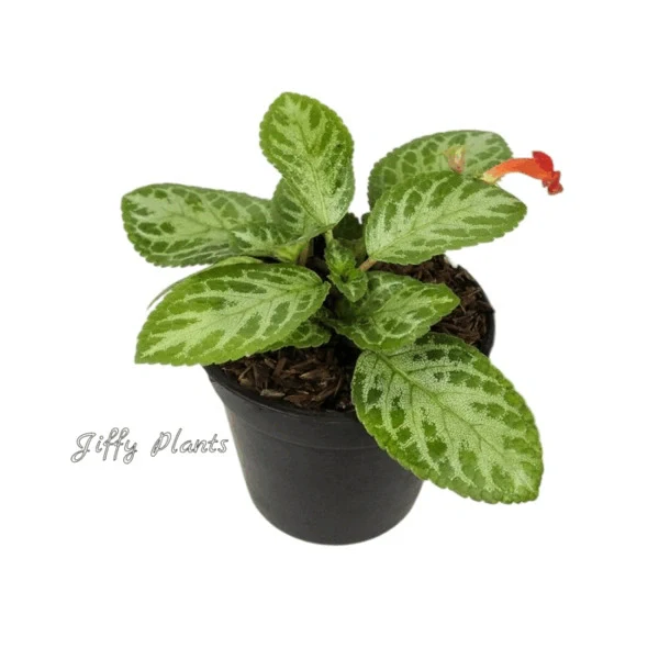 Episcia Cupreata 'Frosty' - Red Flower