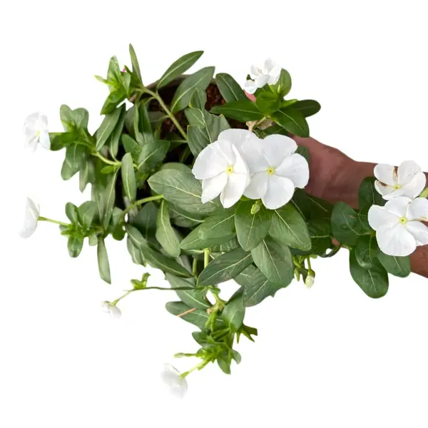 Vinca Plant White