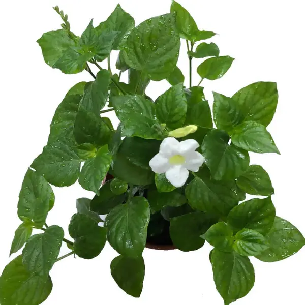 White Asystasia Gangetica